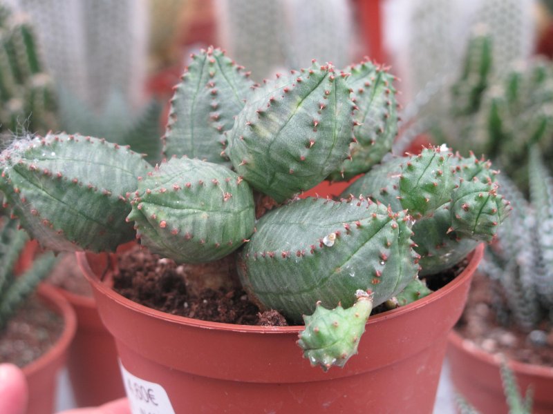 Молочай многогранный Euphorbia polygona