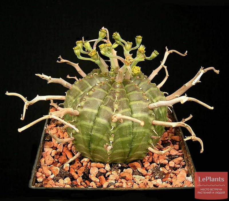 Euphorbia submammillaris