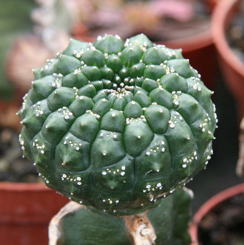 Euphorbia suzannae