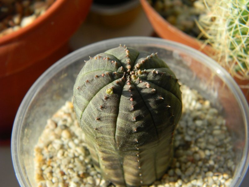 Суккулент Euphorbia obesa