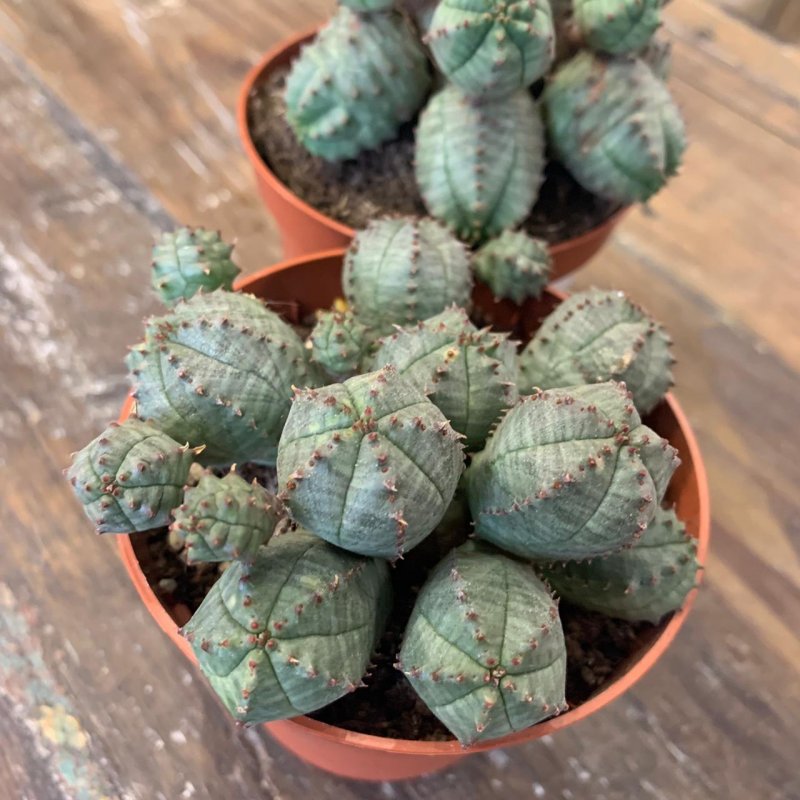 Молочай шаровидный (Euphorbia globosa)