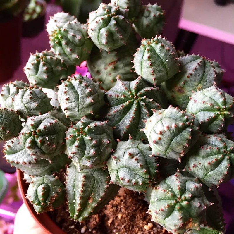 Euphorbia obesa большой