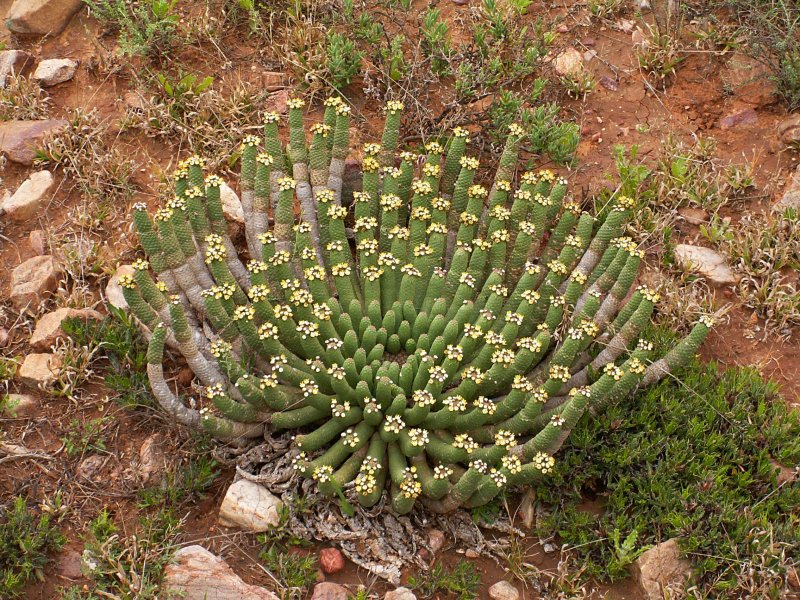 Молочай тучный (Baseball Plant)