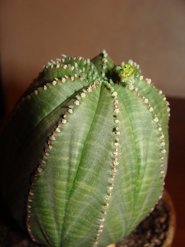 Euphorbia globosa Hybrid