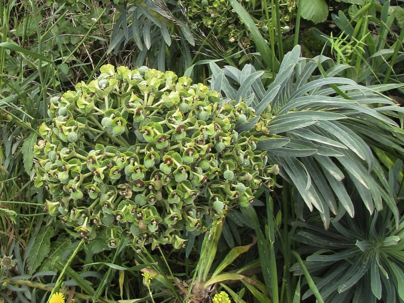 Euphorbia meloformis
