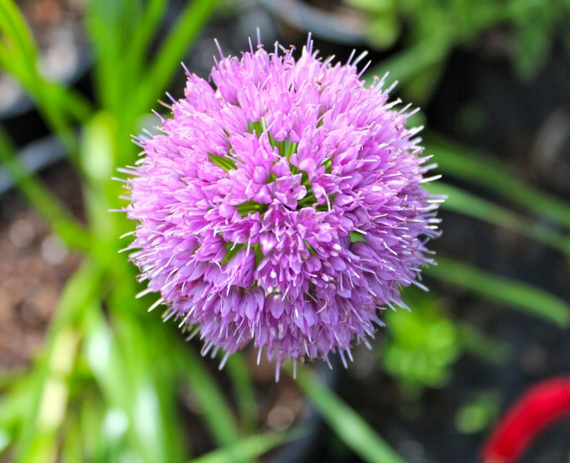 Лук поникающий слизун Allium Nutans