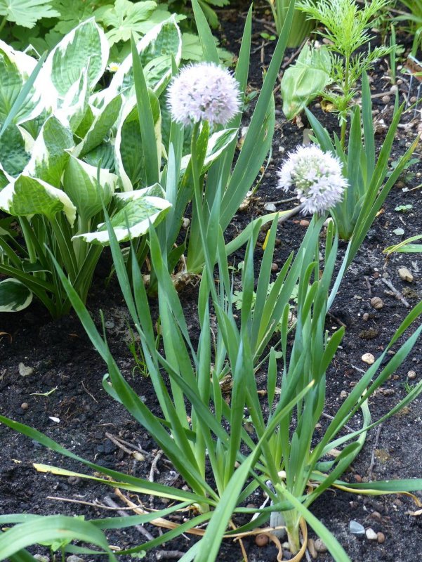 Лук поникающий слизун Allium Nutans