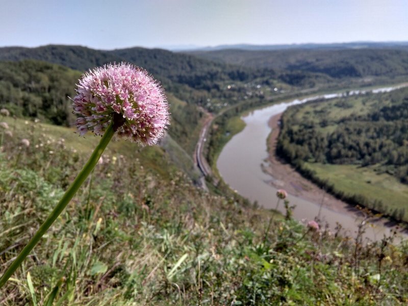 Лук-слизун (Allium Nutans)
