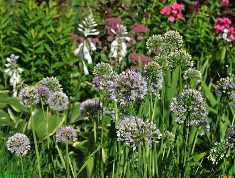 Лук-слизун (Allium Nutans)