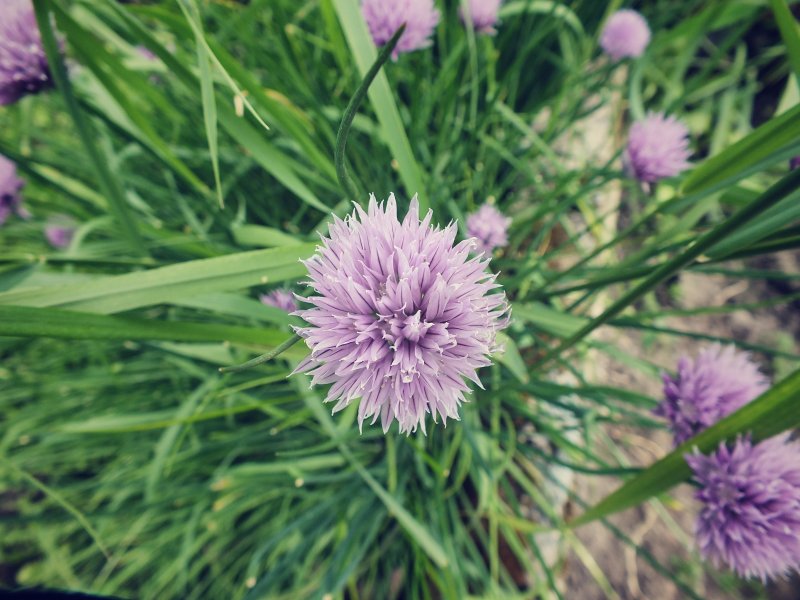 Allium cernuum 'Hidcote'