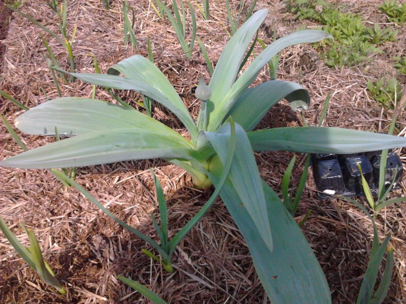 Allium слизун