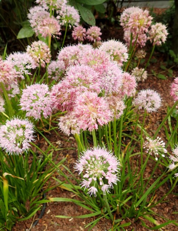Лук шнитт (Allium schoenoprasum)