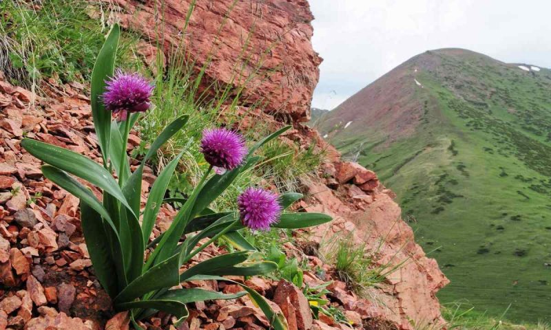 Лук афлатунский, Allium aflatunense