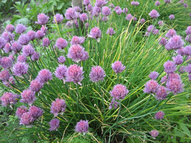 Allium nevskianum