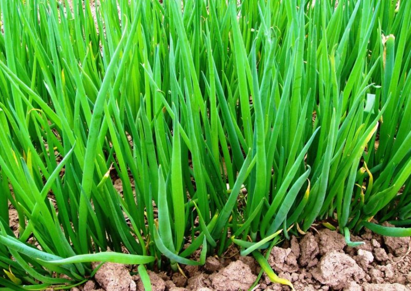 Allium слизун