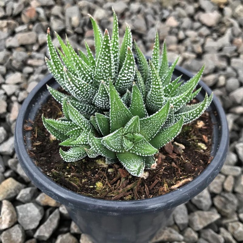 Хавортия fasciata concolor