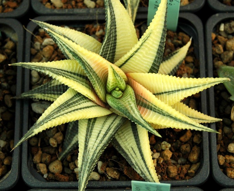 Хавортия limifolia