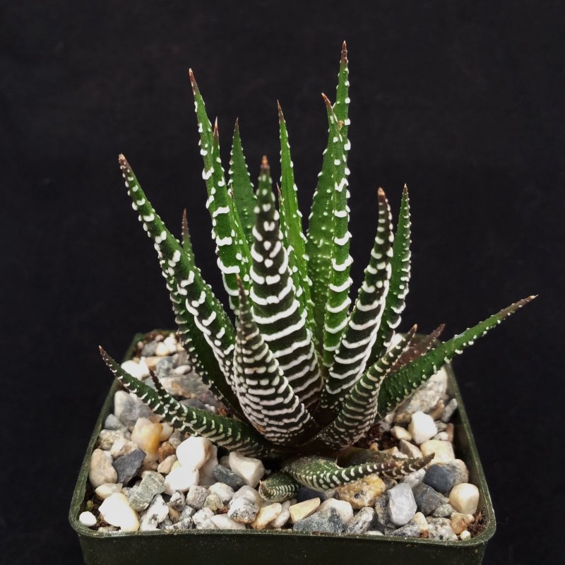 Хавортия fasciata
