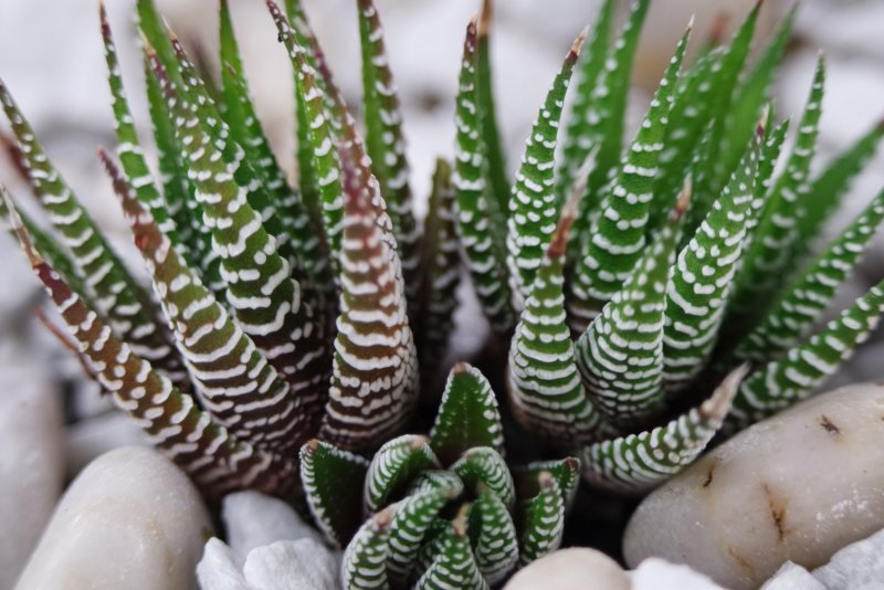 Хавортия полосатая (Haworthia fasciata)