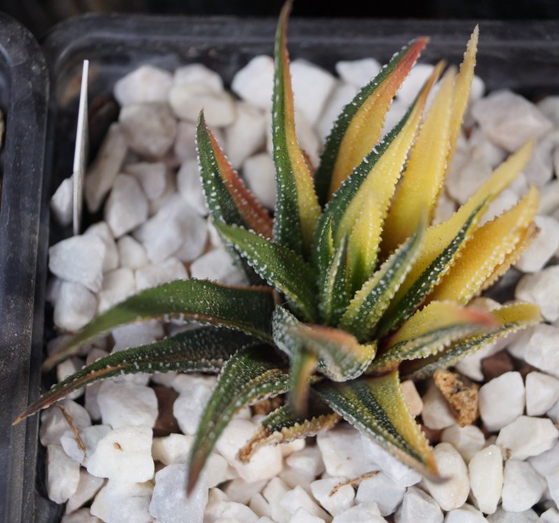 Хавортия полосатая (Haworthia fasciata)