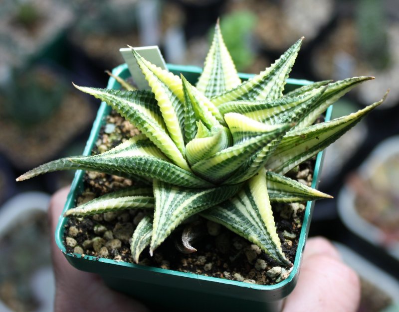 Хавортия limifolia variegata