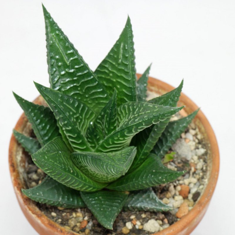 Хавортия limifolia