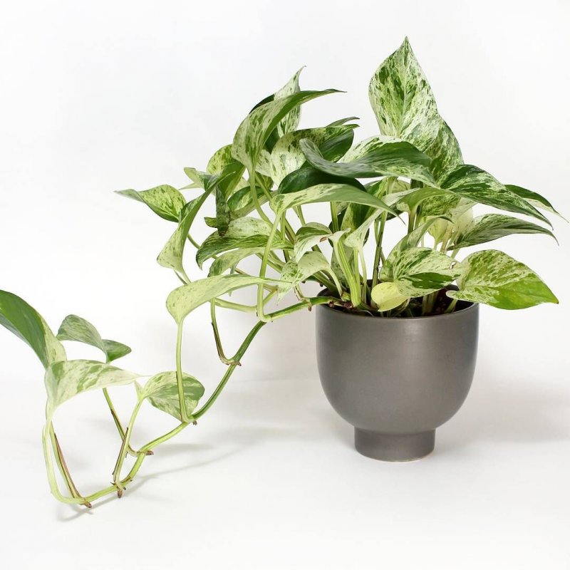 Сциндапсус Marble Queen