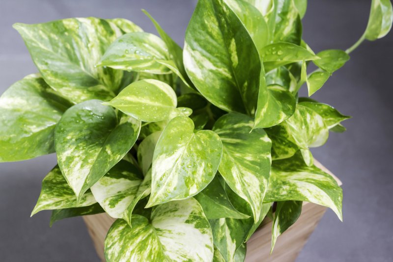 Сциндапсус Marble Queen