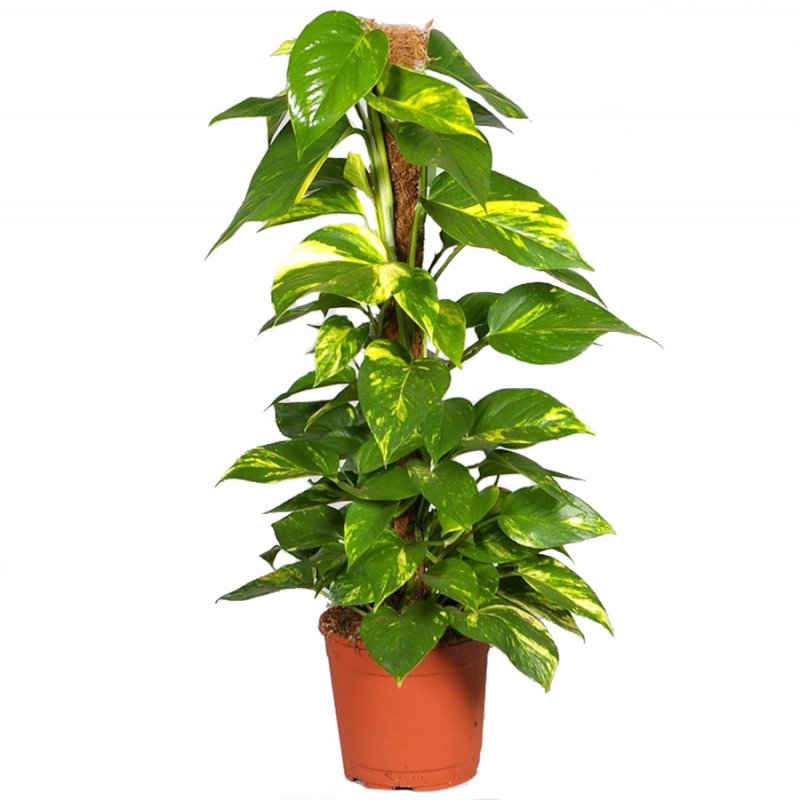 Эпипремнум pinnatum "Happy Leaf"