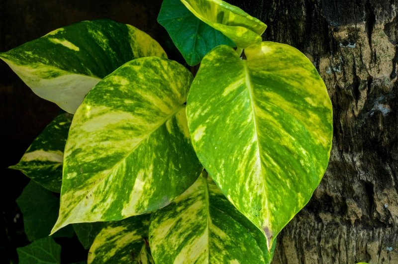 Sticky leaves Spring