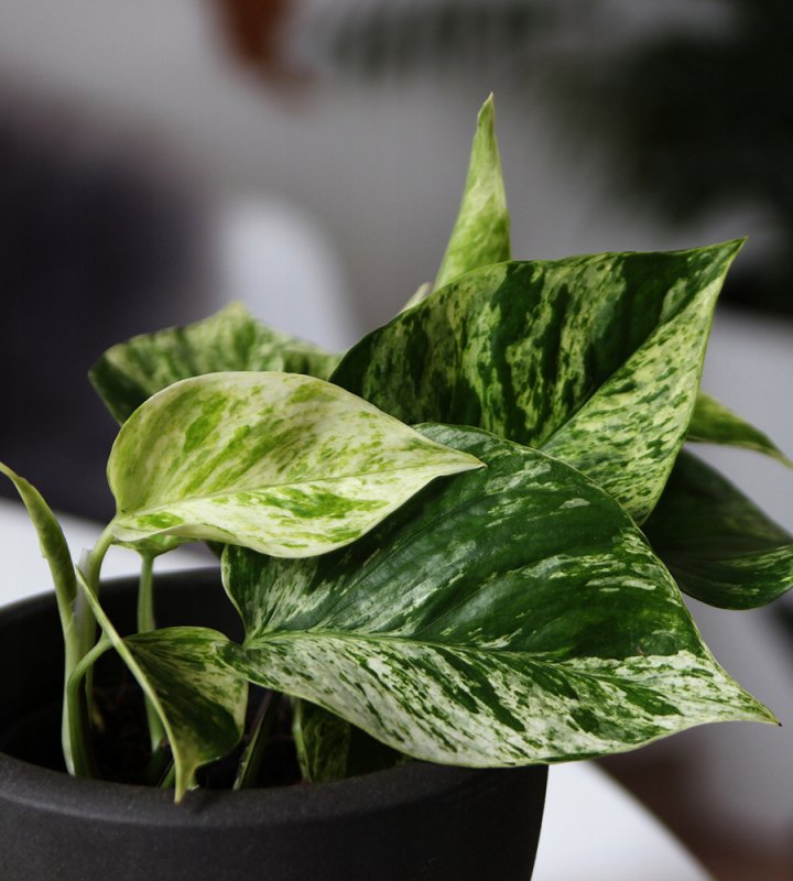 Эпипремнум Golden Pothos