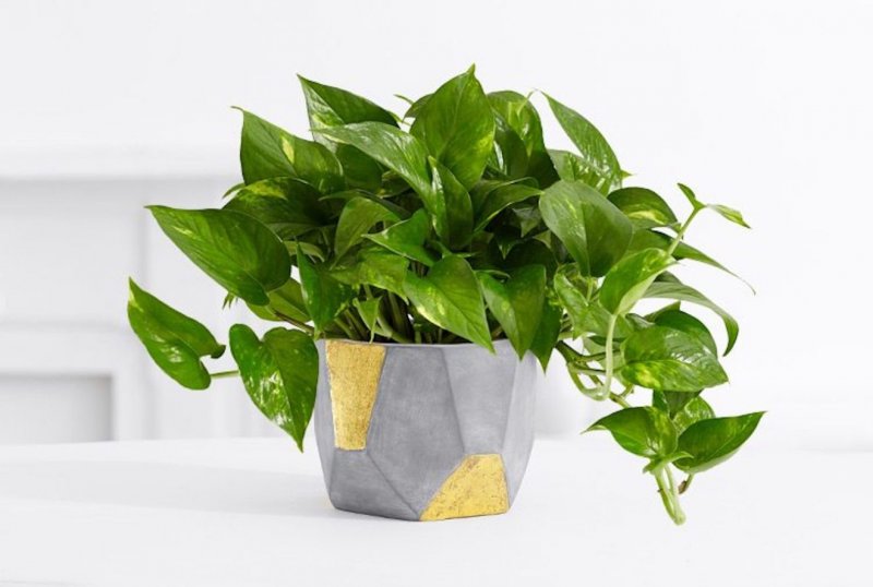 Эпипремнум Golden Pothos