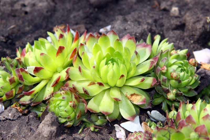 Молодило, «каменная роза» (Sempervivum)