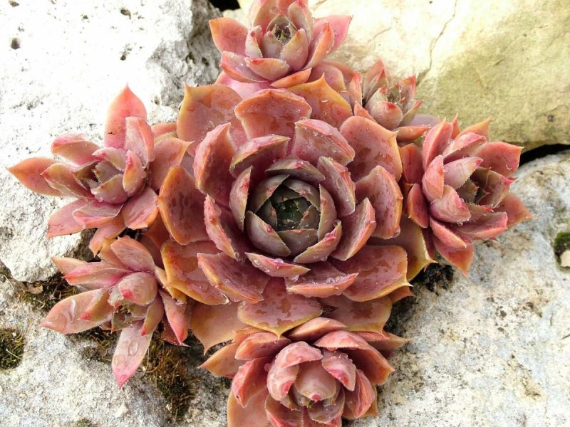 Молодило (Sempervivum)