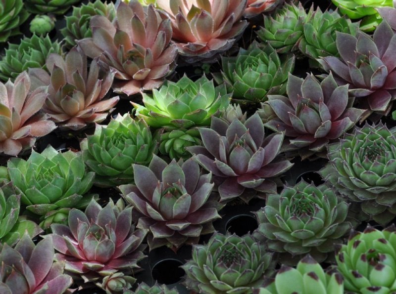 Суккулент эхеверия Echeveria