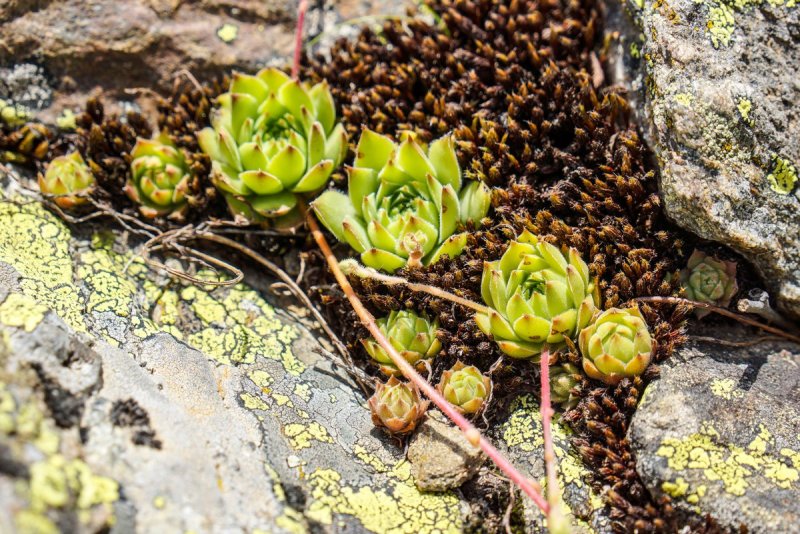 Молодило кровельное (Sempervivum tectorum)