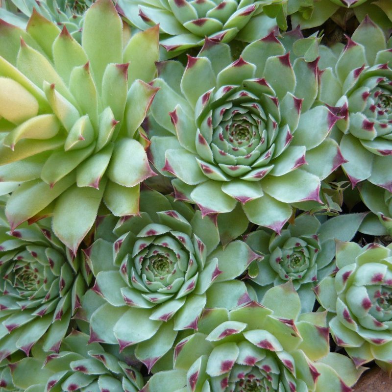 Суккулент эхеверия Echeveria