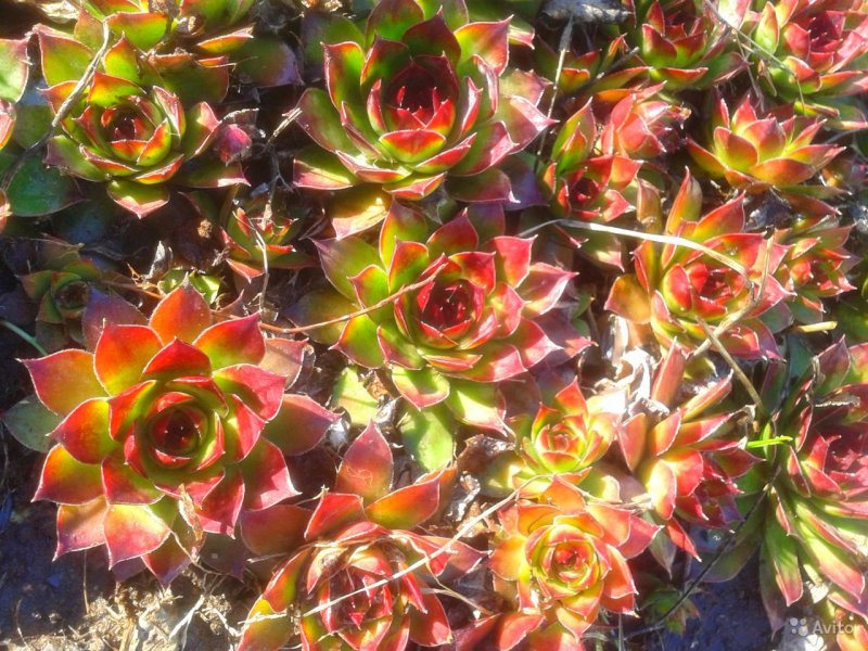 Sempervivum 'Isaac Dyson'