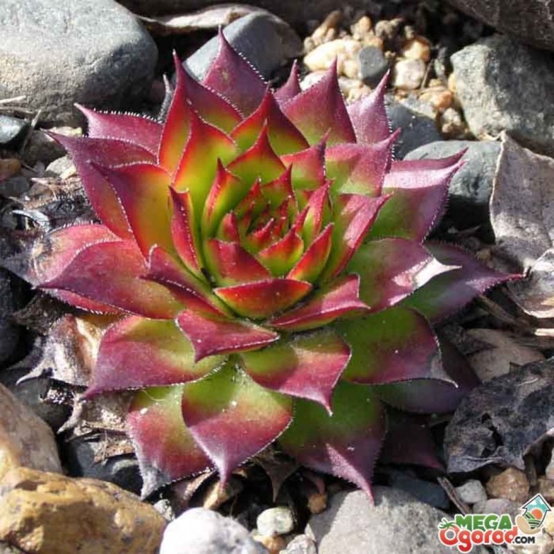 Молодило (Sempervivum)