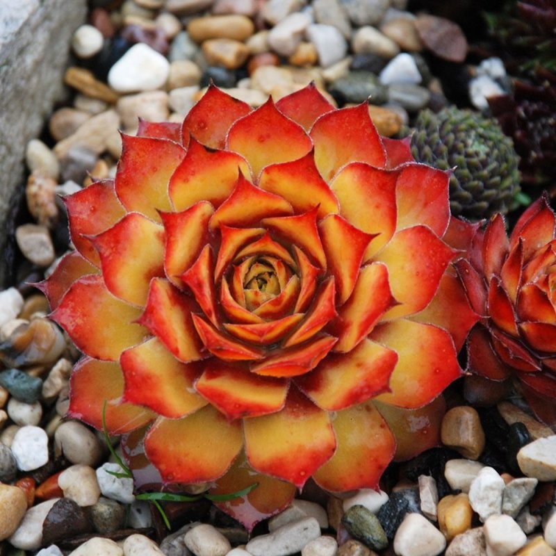 Молодило (Sempervivum)