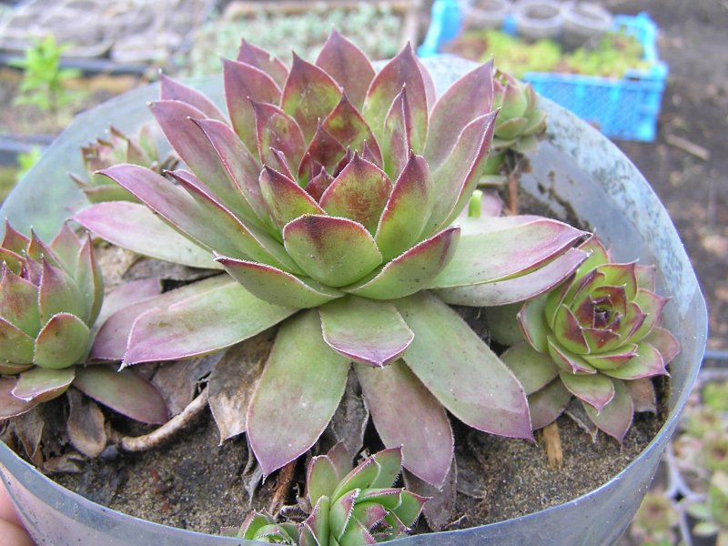 Молодило, «каменная роза» (Sempervivum)