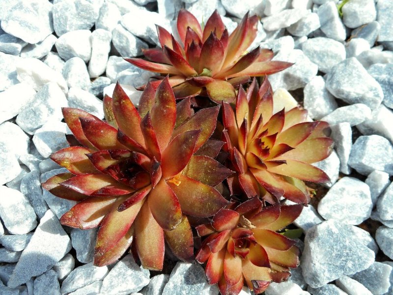 Viola columnaris