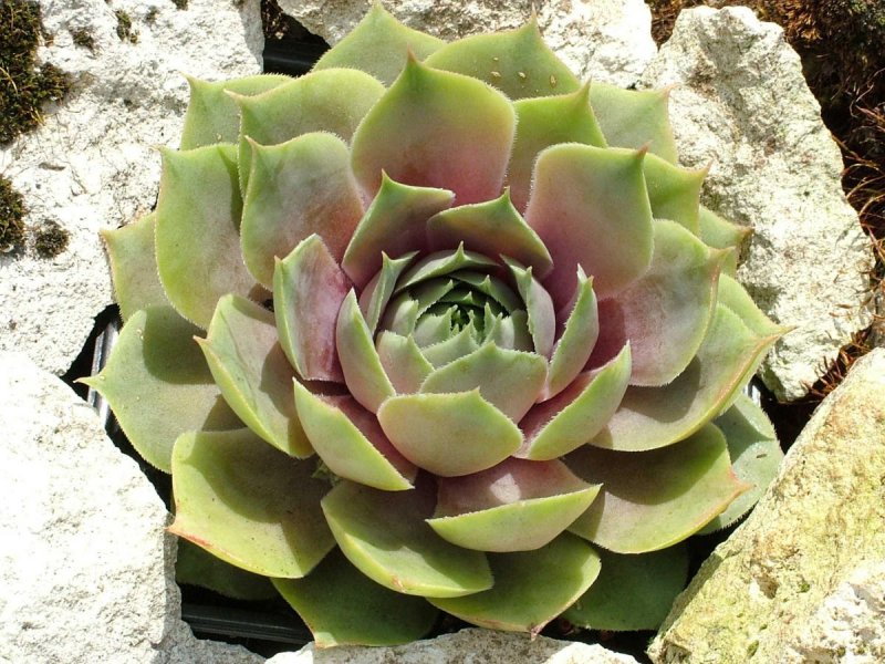 Молодило (Sempervivum)