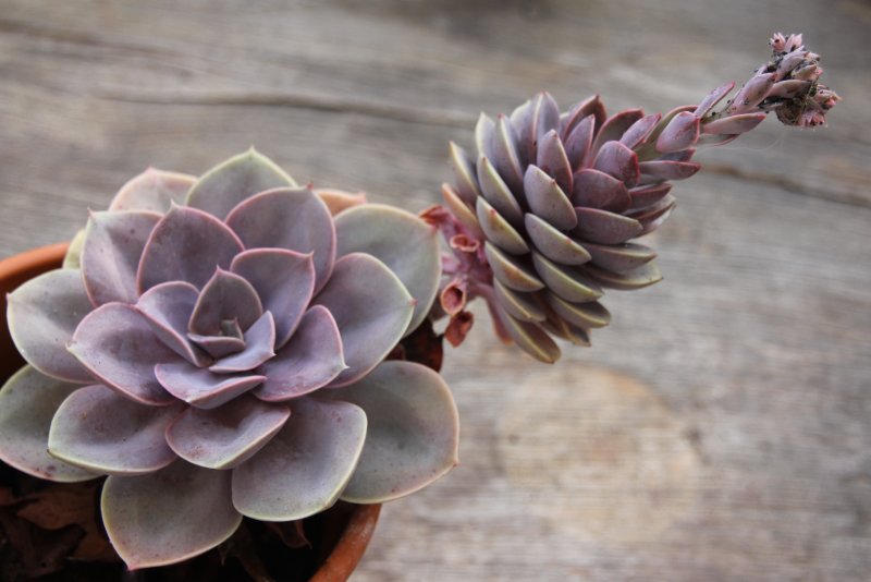 Молодило Sempervivum BIGSAM Pink Pomelo