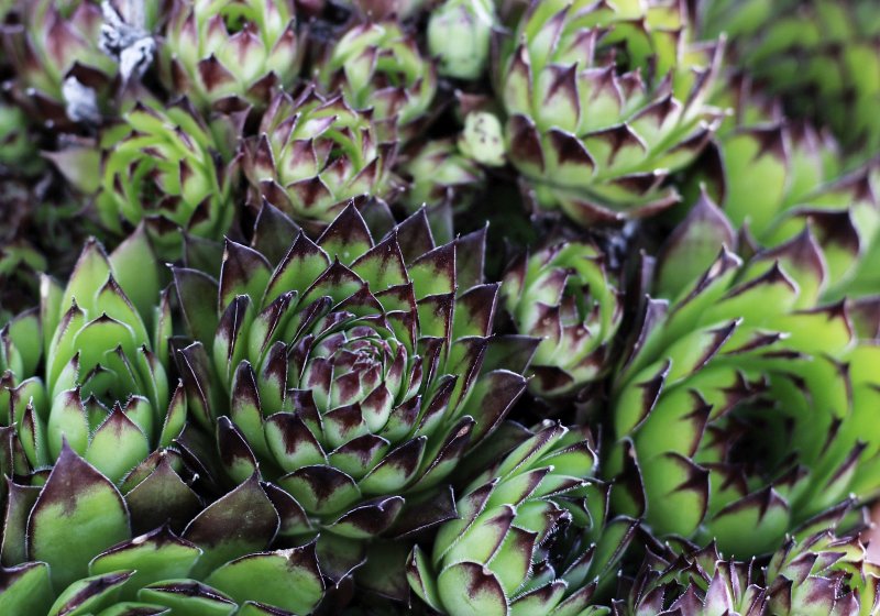 Молодило (Sempervivum)