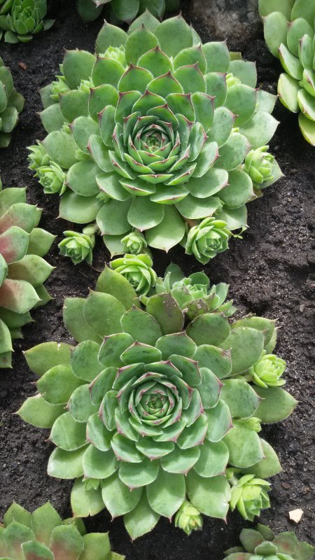 Суккулент эхеверия Echeveria