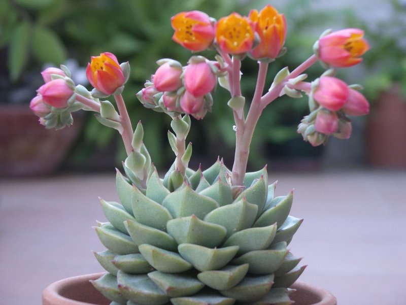 Молодило (Sempervivum)