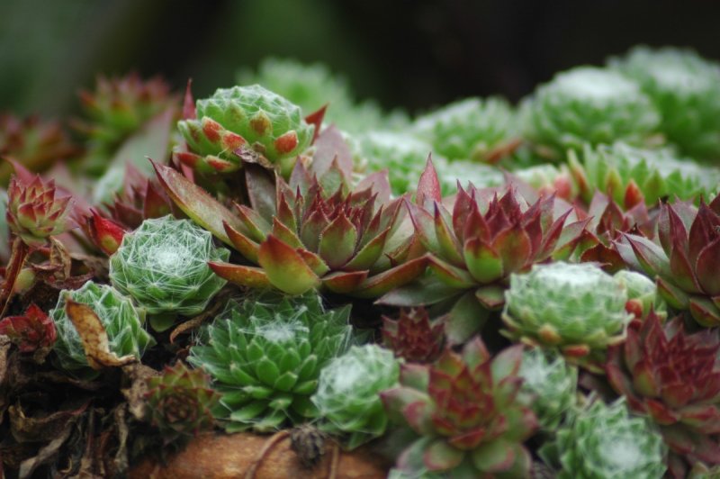 Sempervivum soboliferum