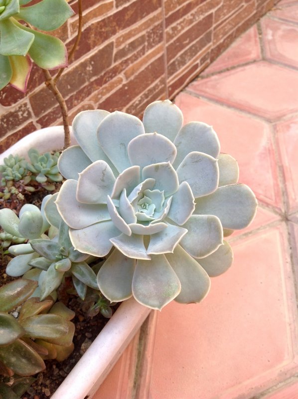 Молодило кровельное (Sempervivum tectorum)