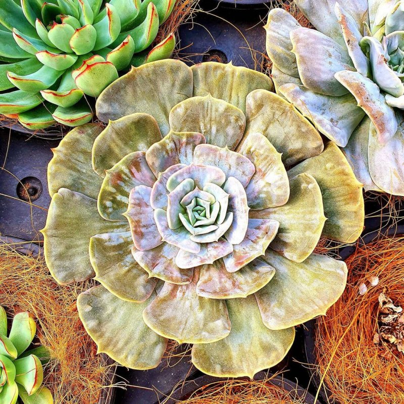 Молодило паутинистое Sempervivum